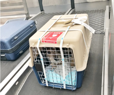 郴州宠物托运 宠物托运公司 机场宠物托运 宠物空运